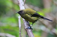 New Zealand Bellbird